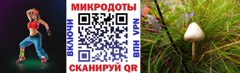 Псилоцибиновые грибы Psilocybe  кракен   Велиж 